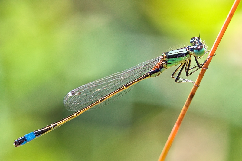 Ischnura genei